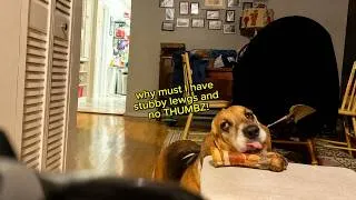 Thumbnail: Basset Hound was Asleep 30 seconds ago! 🦴🐶