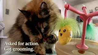 Thumbnail: Nutmeg The Tortie Won't Acknowledge Me.
