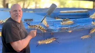 Thumbnail: Worm war!