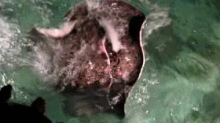 Thumbnail: Stingrays in the wild