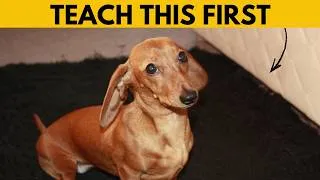 Thumbnail: First Things to Teach Your DACHSHUND Puppy
