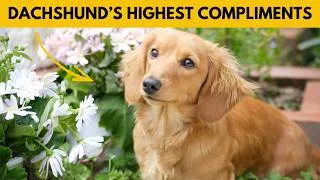 Thumbnail: 6 Deepest Compliments a Dachshund Will Only Give If They Truly Trust You