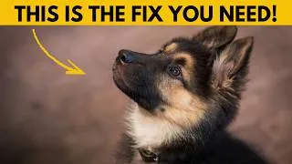 Thumbnail: Your German Shepherd isn't stubborn — it's this 🐾