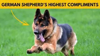 Thumbnail: 6 Deepest Compliments a German Shepherd Will Only Give If They Truly Trust You
