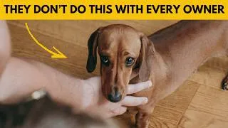 Thumbnail: Your Dachshund Does This ONLY If You're a Truly Great Owner