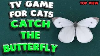 Thumbnail: Cat TV | Catch the Butterfly (Top) | 10 Hours | 4K 60 FPS