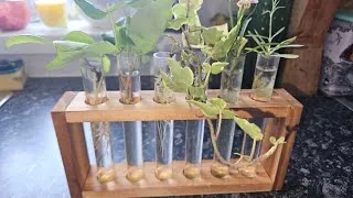 Thumbnail: Hydroponics cuttings Update 8 weeks on. #plants #gardening