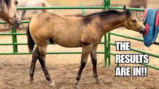 Thumbnail: Halter training, foal gets a neck rope! ~ Plus genetic testing results