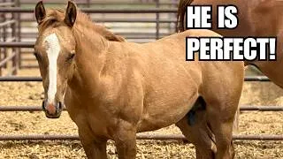 Thumbnail: Searching for foals at the horse Auction