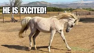 Thumbnail: Trenching for our new well! ~ The horses will love this!