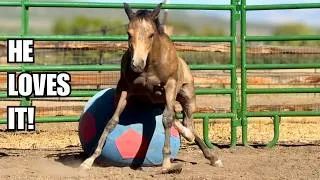 Thumbnail: FOAL gets a new toy ~ This should keep him busy!