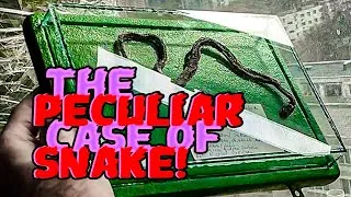Thumbnail: I made a Display Case for my Pet Snake
