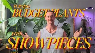 Thumbnail: Turn Budget Houseplants Into Stunning Showpieces 🌿