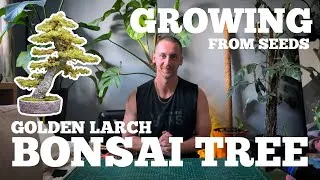 Thumbnail: Growing BONSAI tree from SEEDS 🌱 The Golden Larch 