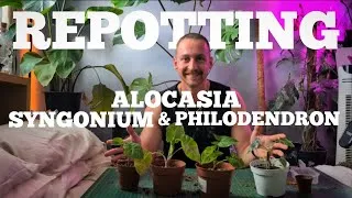 Thumbnail: Alocasia, Syngonium & Philodendron care 🌿 | Essential Care Tips for Thriving Houseplants