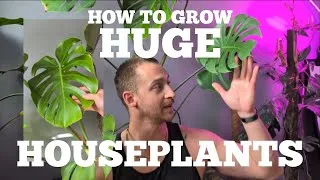 Thumbnail: The Secret To Turning Small Plants Into HUGE Indoor Jungle Pieces