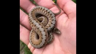 Thumbnail: Dekay Brown Snake Care Guide