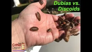 Thumbnail: Comparing Dubia and Discoid Roaches
