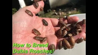 Thumbnail: How to Start a Dubia Roach Colony
