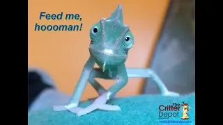 Thumbnail: Top 5 Lizard Pets