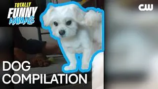 Thumbnail: Totally Funny Animals: Dog Compilation | The CW