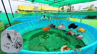 Thumbnail: Molly Fish Farm Result 🫨 #mollyfish 🐠