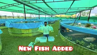 Thumbnail: 10 Thousands Plus New Ornamental Fish Added #kurla #mumbai 