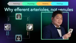 Thumbnail: Why efferent arterioles not venules [Portal System]