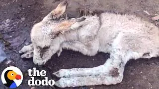 Thumbnail: Baby Donkey Left To Die Now Gets Zoomies With Her Mom | The Dodo