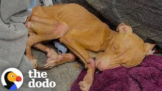 Thumbnail: Starving Dog Left On The Street Makes An Incredible Recovery | The Dodo