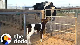 Thumbnail: Cow Adopts An Orphaned Calf As Her Own | The Dodo
