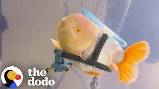 Thumbnail: Fish's Mom Builds Him A Wheelchair And Kisses Him Like A Puppy | The Dodo