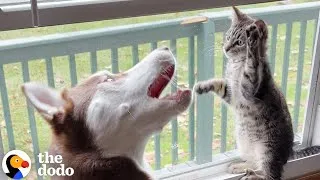 Thumbnail: Husky Slowly Becomes Obsessed With His Kitten Brother