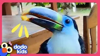 Thumbnail: Baby Toucan Lost In The Jungle Needs Help! | Dodo Kids | Rescued!