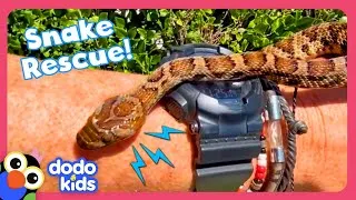 Thumbnail: Man Rescues Snakes From Dog's Mouth And Other Weird Places! | Dodo Kids | Rescued!
