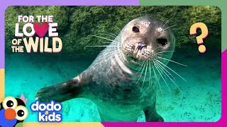 Thumbnail: Hero Diver’s Mission Is To Protect Seals From Garbage | Dodo Kids | For The Love Of The Wild