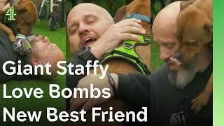 Thumbnail: Giant Staffy Love Bombs New Best Friend | The Dog House 🐶