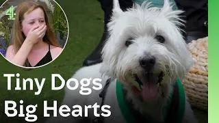 Thumbnail: Tiny Dogs With The Biggest Hearts | The Dog House 🐶