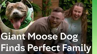 Thumbnail: Giant Moose Dog Finds Perfect Family | The Dog House 🐶
