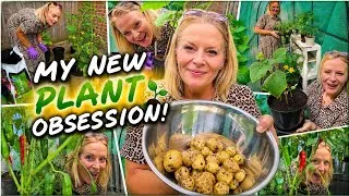 Thumbnail: Harvested my potatoes 🥔 😋 
