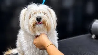 Thumbnail: By the end of this groom, we found something hiding in her paw… and I almost missed it