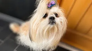 Thumbnail: Her Owners Groomed Her at Home… They Had NO Idea What Was Underneath 😳 | Shih Tzu Makeover