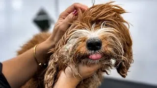Thumbnail: Grooming this Dog didn’t go exactly as we planned!