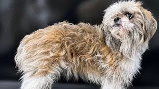 Thumbnail: A Fresh Start After Losing his best friend!