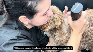 Thumbnail: Poodle or Teddy Bear?  #toypoodle