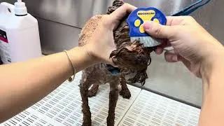 Thumbnail: This Toy Poodle Was Covered in Mats… His Transformation Is Incredible ❤️