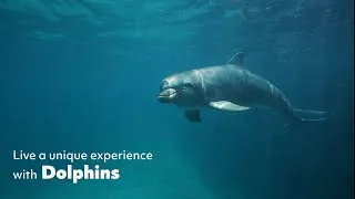 Thumbnail: The World of The Dolphin Company 🐬✨