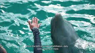 Thumbnail: Detrás del Bienestar Animal | Dolphin Discovery