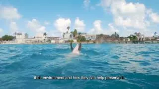 Thumbnail: Educación Ambiental | Embajadores del Océano | Dolphin Discovery