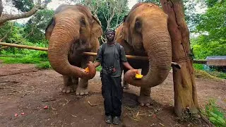 Thumbnail: Visiting Elephants in Thailand? Go Here